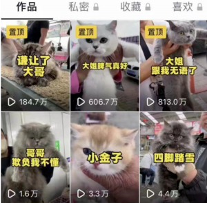 宠物项目，别人年入百万，你可以年入10万-云际资源网