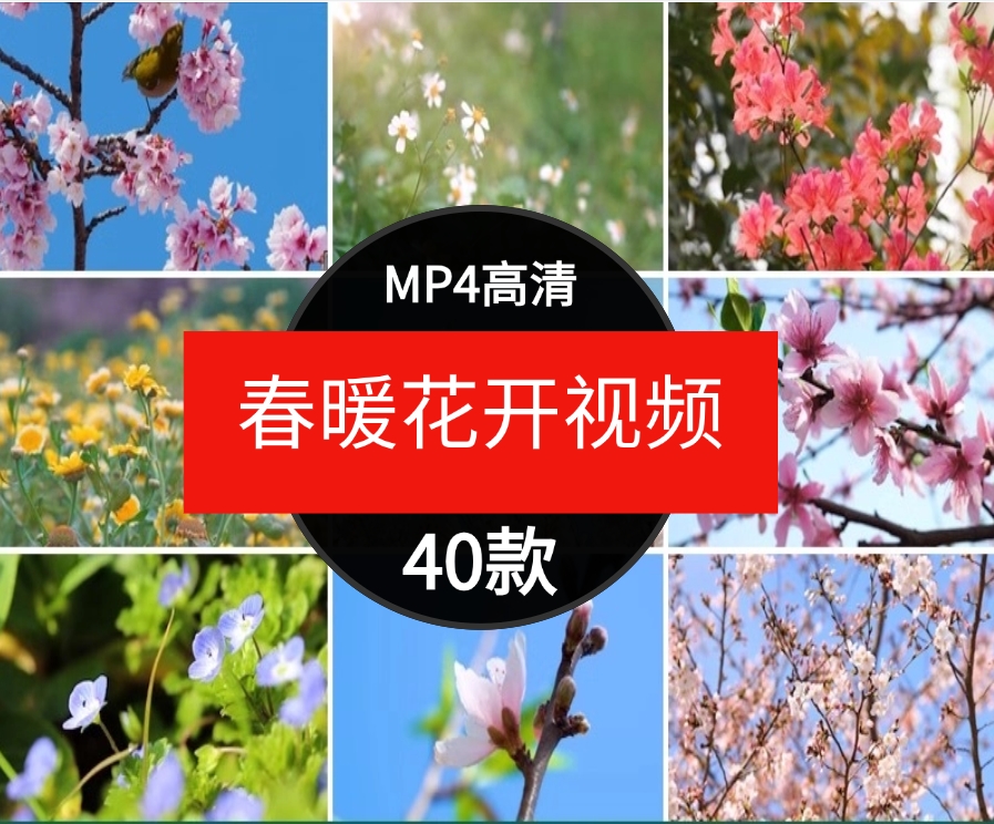 高清桃花梅花樱花朵自然植物春暖花开摄影特写抒情短视频剪辑素材-云际资源网