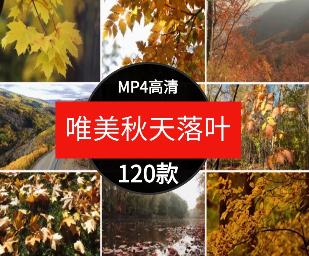 唯美秋天风景怀旧伤感落叶红叶枫叶树叶飘落实拍自媒体短视频素材-云际资源网