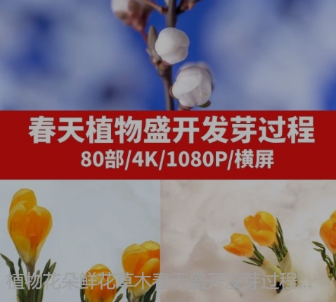 植物花朵鲜花草木春天盛开发芽过程延时高清实拍视频素材-云际资源网