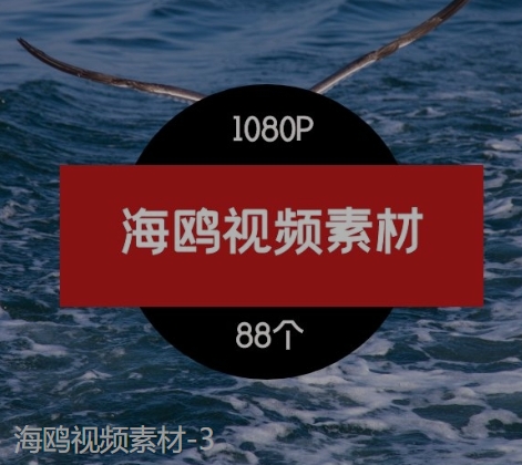 海鸥视频素材-3-云际资源网