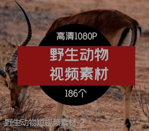 野生动物短视频素材-2-云际资源网