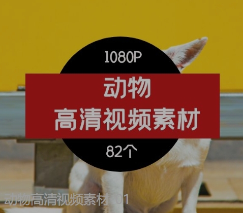 动物高清视频素材-01-云际资源网