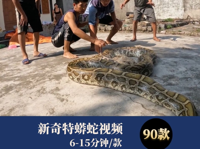 新奇特蟒蛇视频-云际资源网