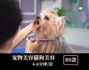 宠物美容猫狗美容中视频素材-云际资源网